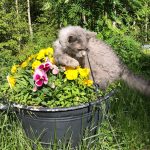 aug manads katt 2017
