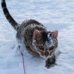 jan.katt-2017-IMG_2023