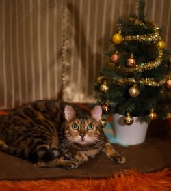 DSC_0440-Leopardettes-Omnip