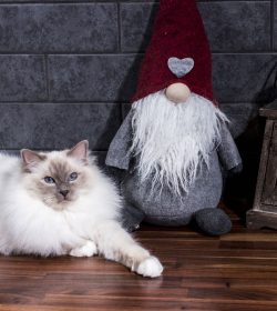Dec-2015-Paddingtonjul