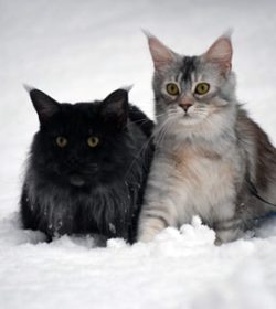 Emelie Bergdahl katter jan 2021