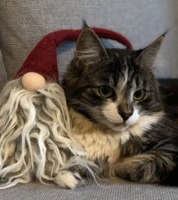 Julbild-dec-2019 Huskatt Milly