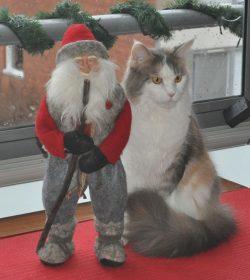 Lani-julbild-DSC_0514