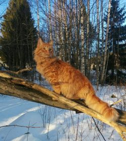 februati-2016