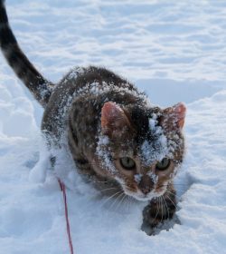 jan.katt-2017-IMG_2023